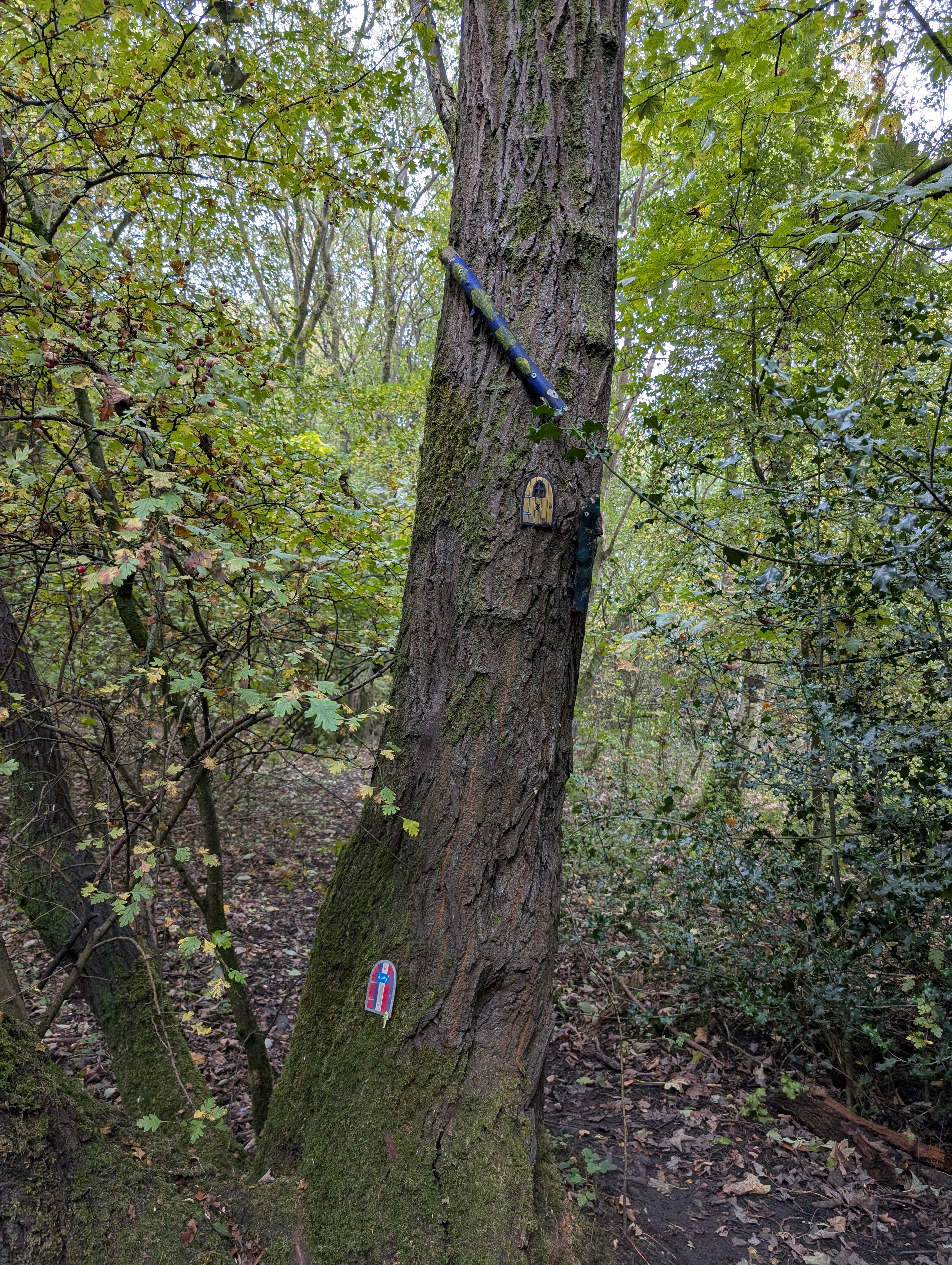 Rope swing hanging from a tree
