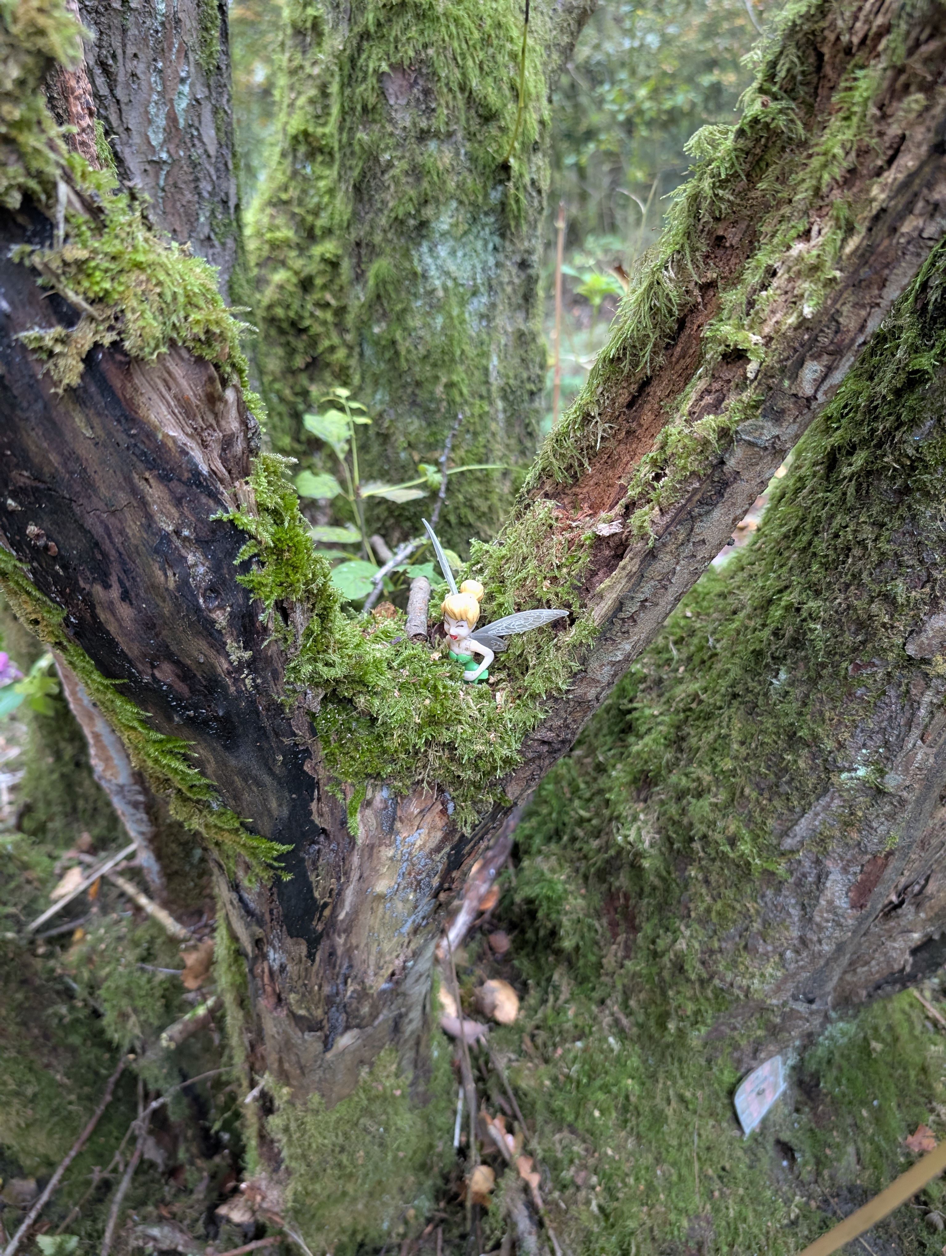 Shaded path under trees