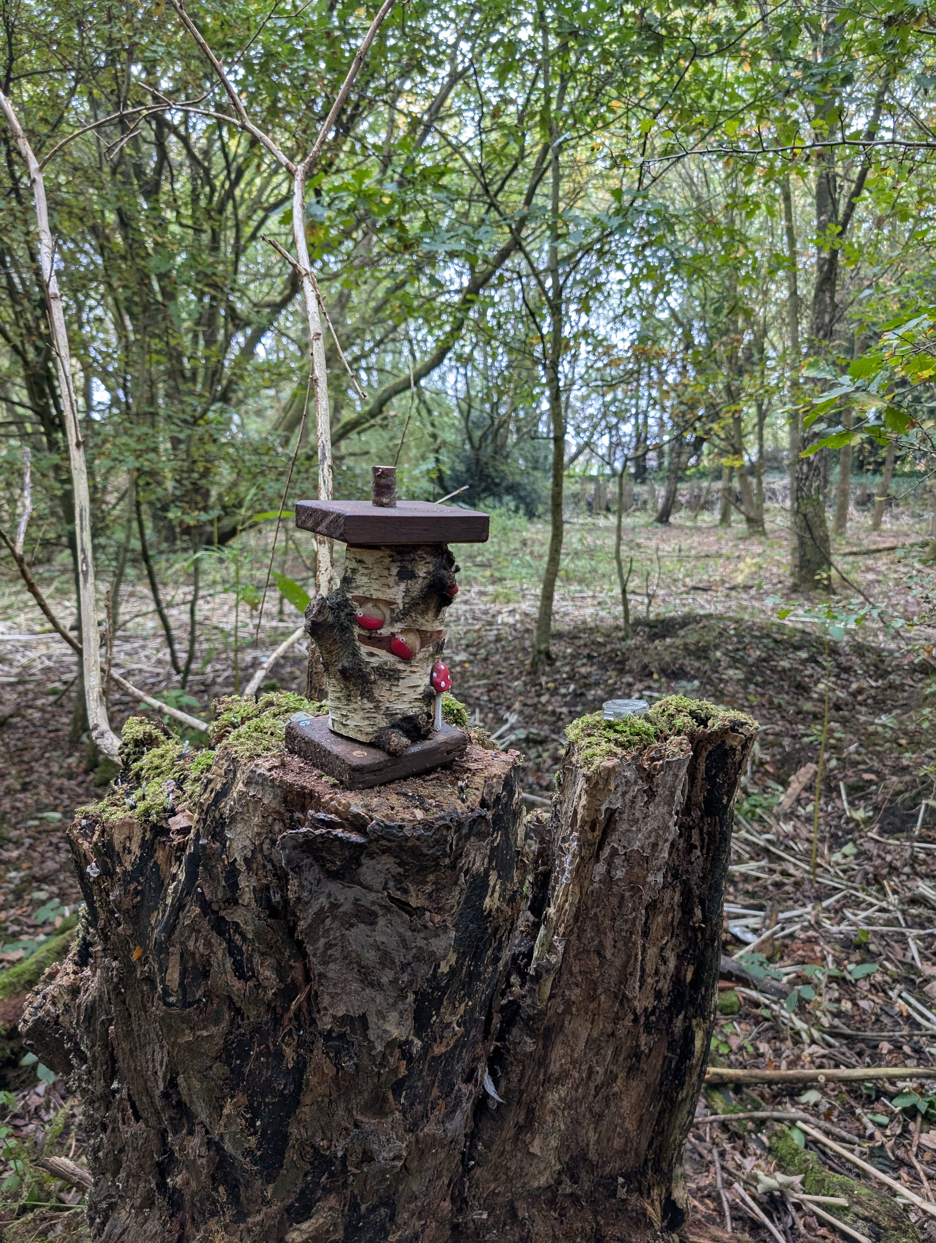 Rope swing hanging from a tree