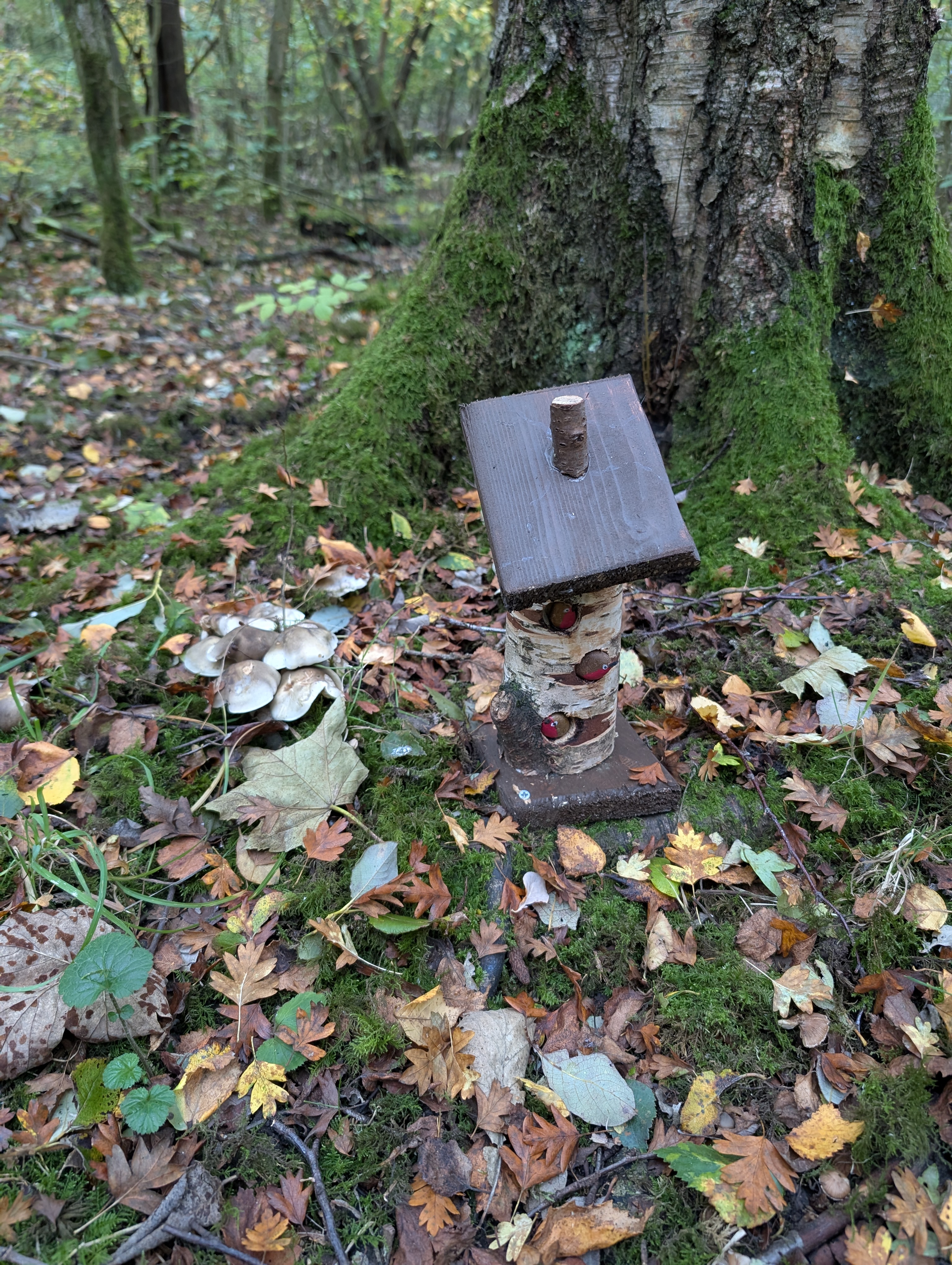 Shaded path under trees