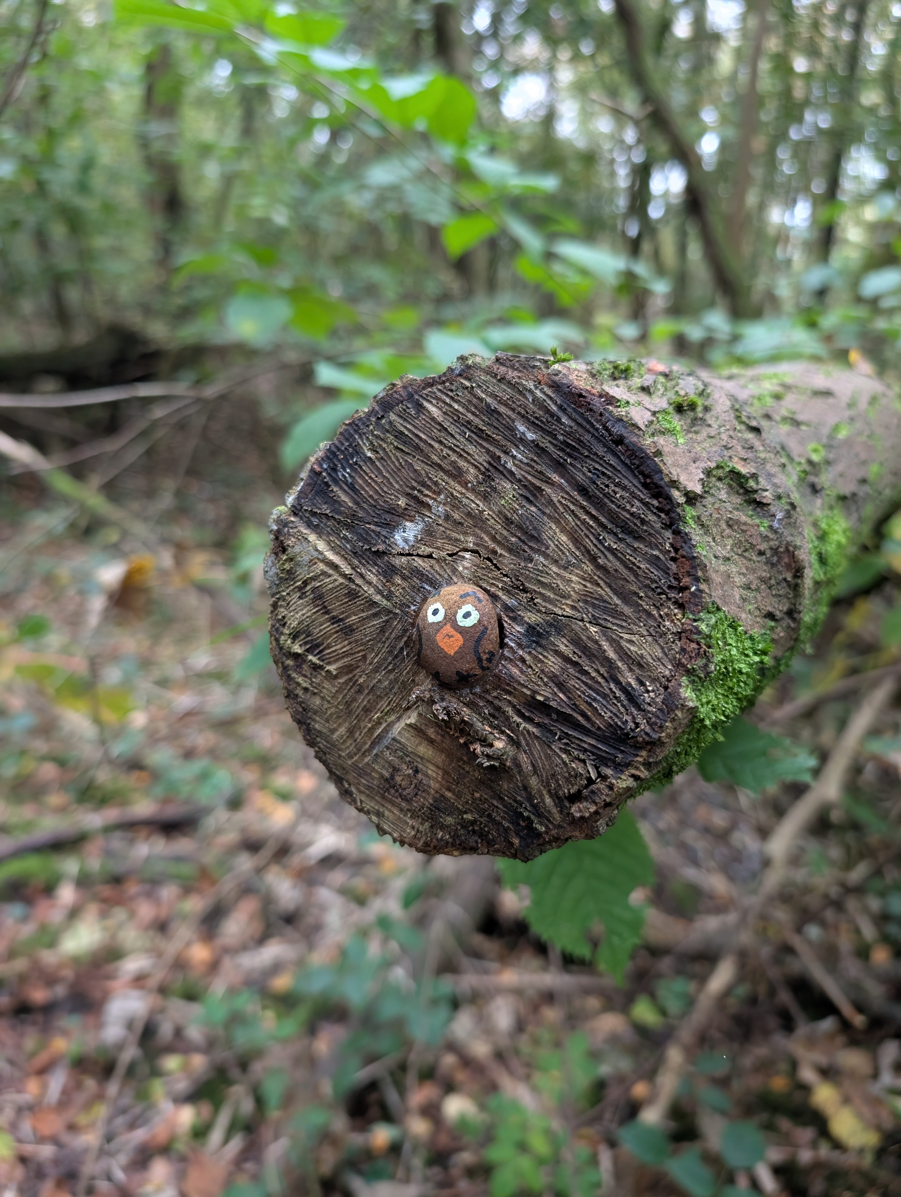Rope swing hanging from a tree