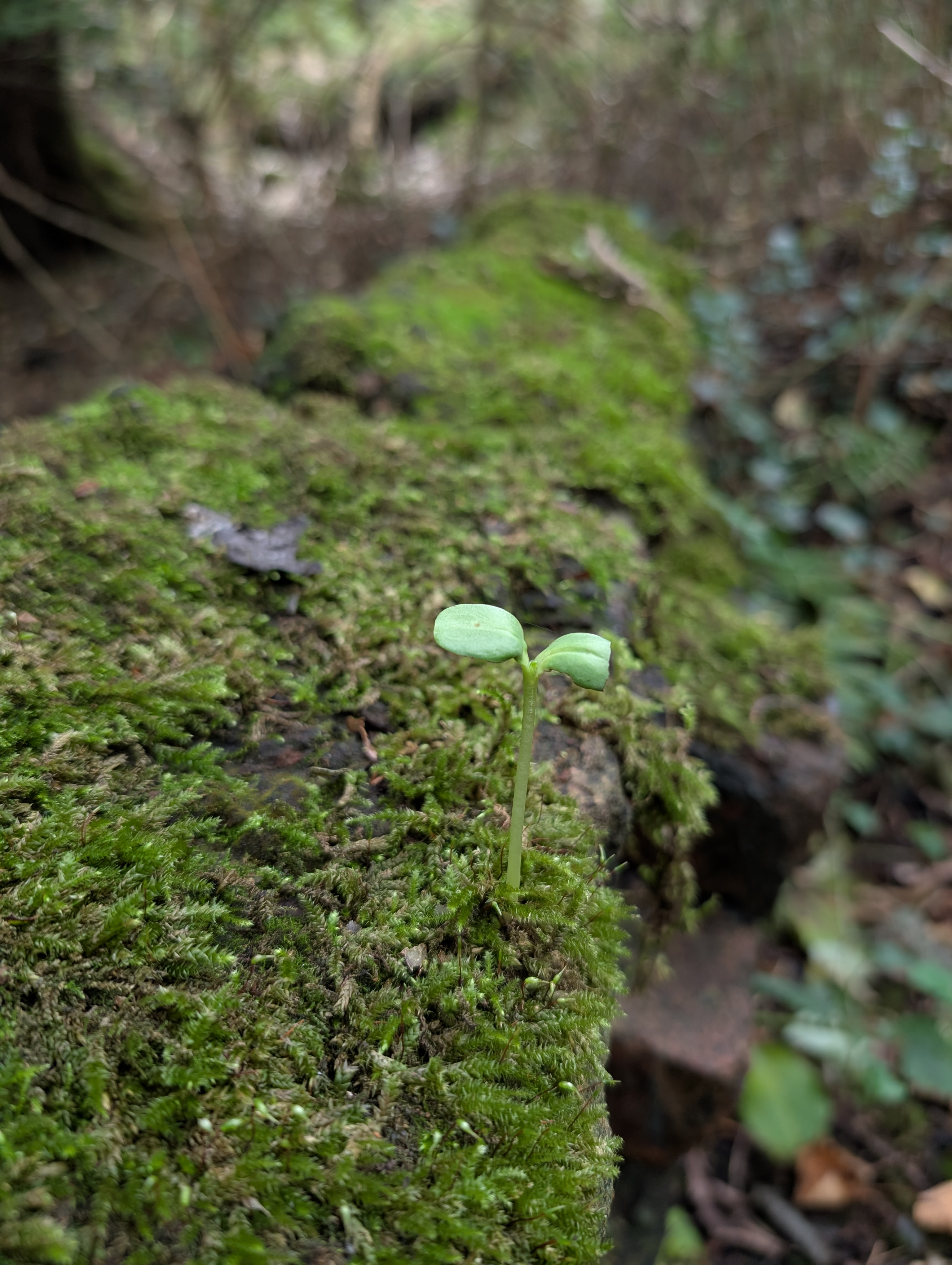Shaded path under trees