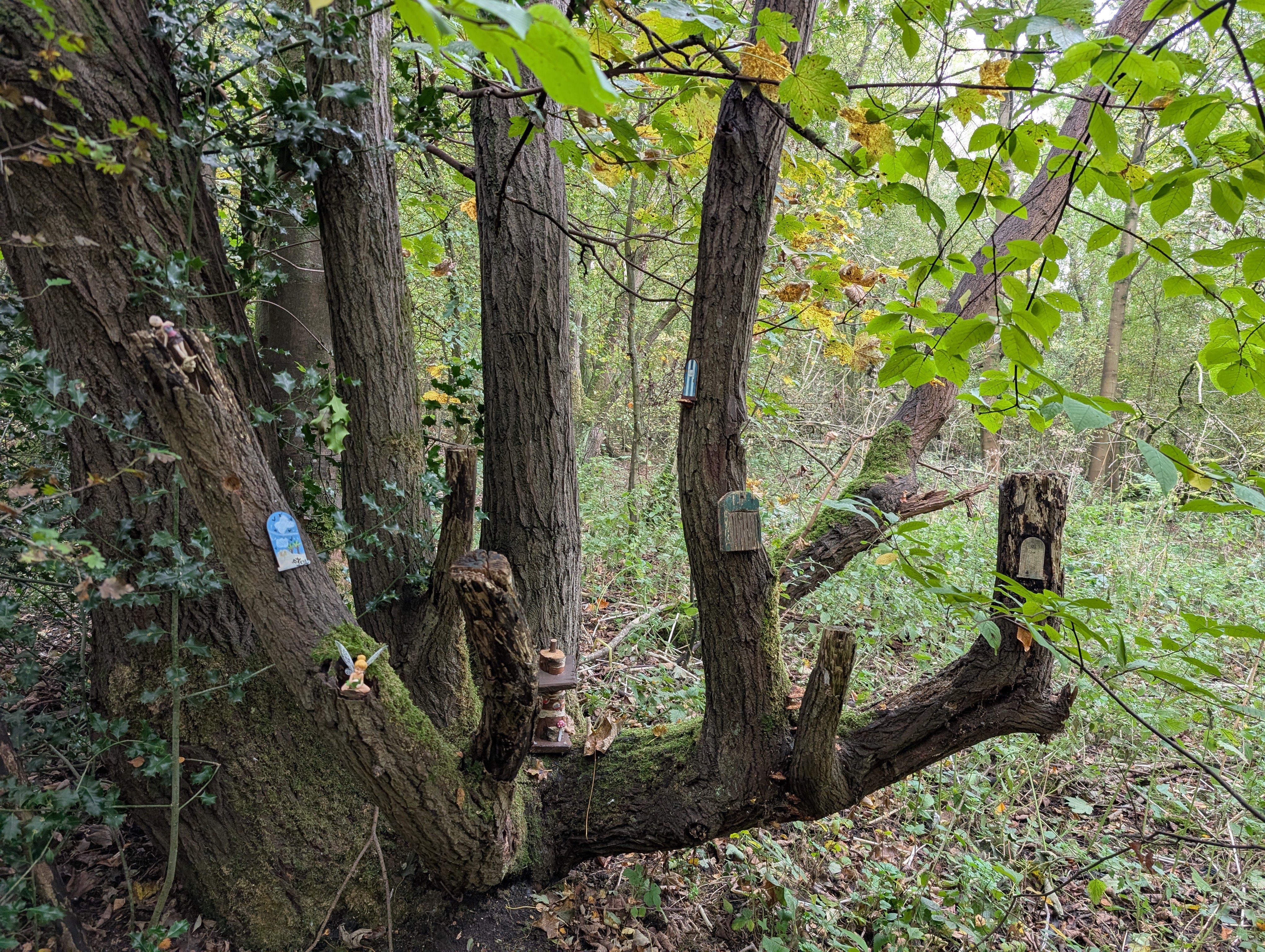 Rope swing hanging from a tree
