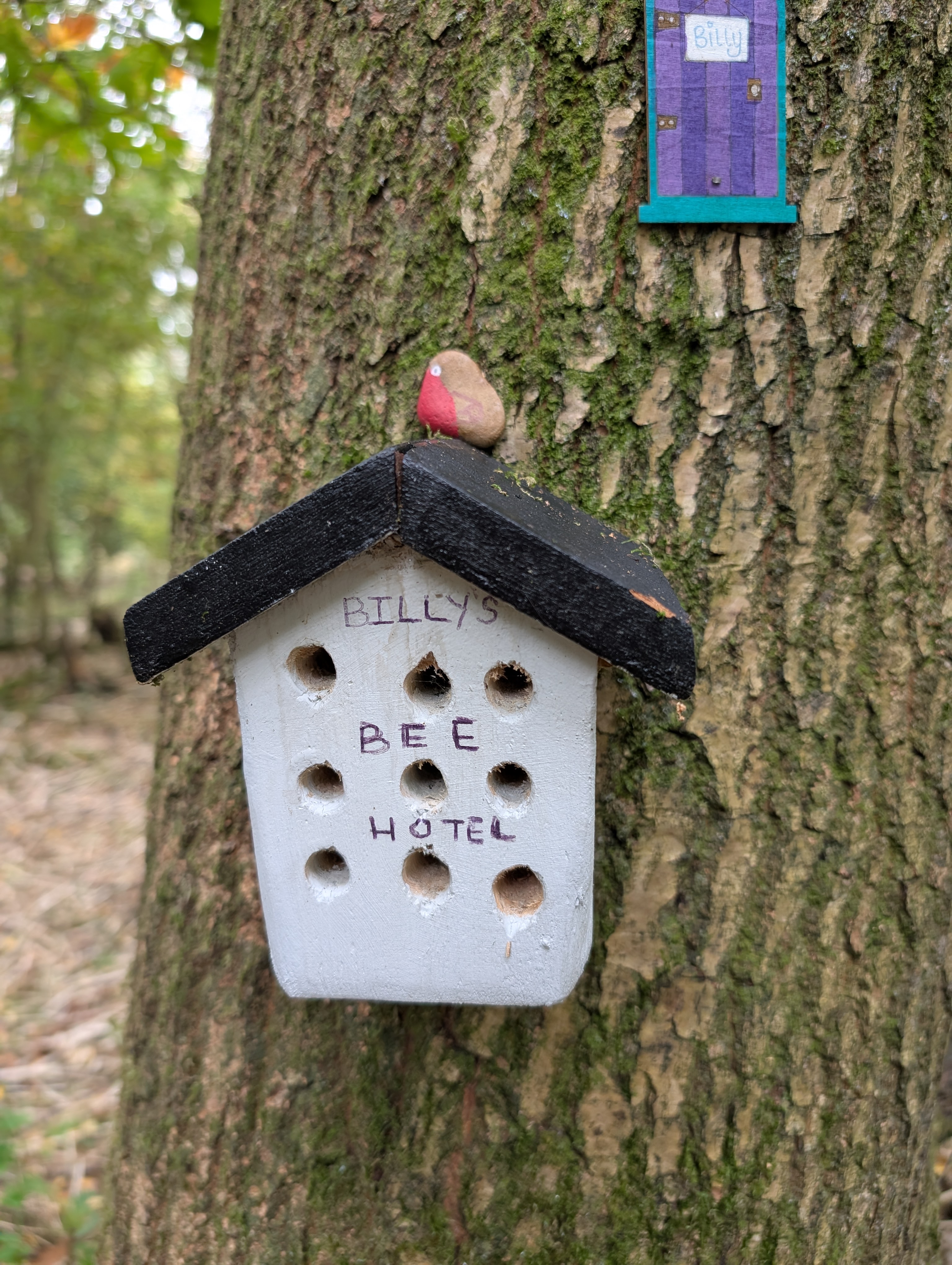 Rope swing hanging from a tree