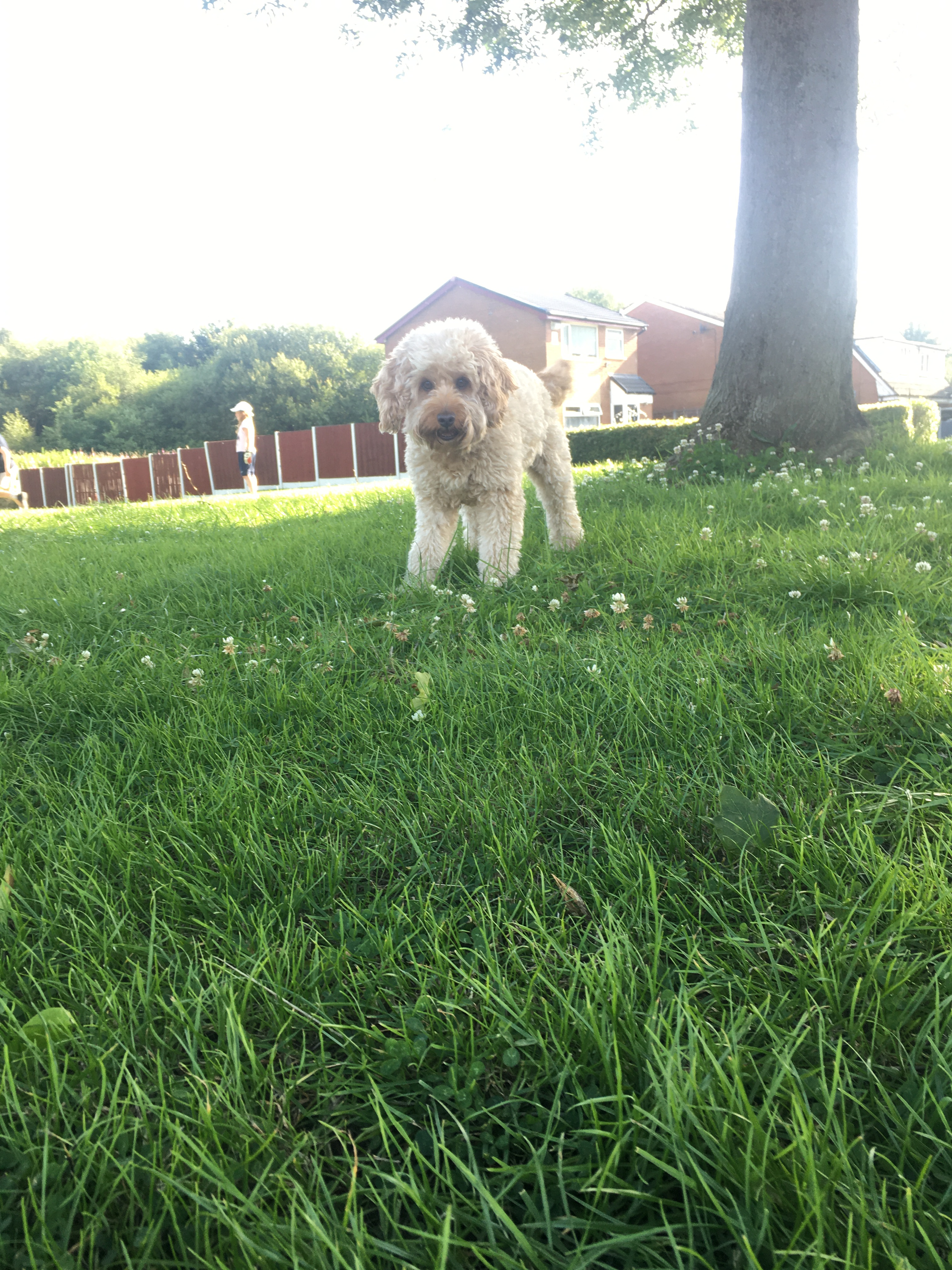 Community member experiences