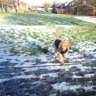 Community member experiences